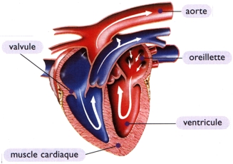 Insuffisance cardiaque chez le chien Coeur_schema