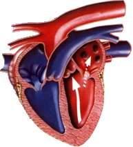 Insuffisance cardiaque chez le chien Insuffisance_mitrale