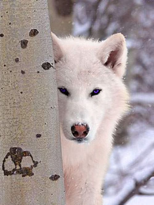 Samantha. -Yo tejo mi destino- White-wolf-image