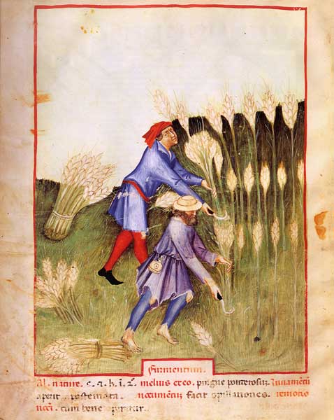 [Enluminures] Les cueillettes 032