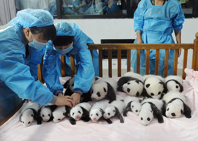 Centro de pesquisa chinês apresenta 14 bebês panda 13268105