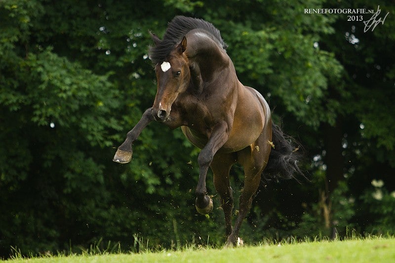 recherche photo : cheval bai IMG_1106-1