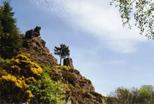 la petite falaise Petite-falaise-du-Bramont-avec1arbre