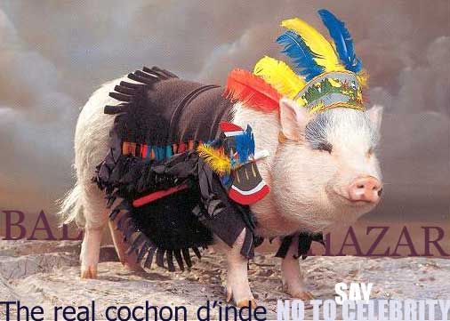 Bonjour  tout le monde... Cochon-indien