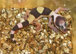 Geckos léopard Gecko06mn