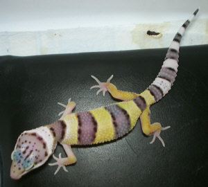 Geckos léopard Gecko10mn