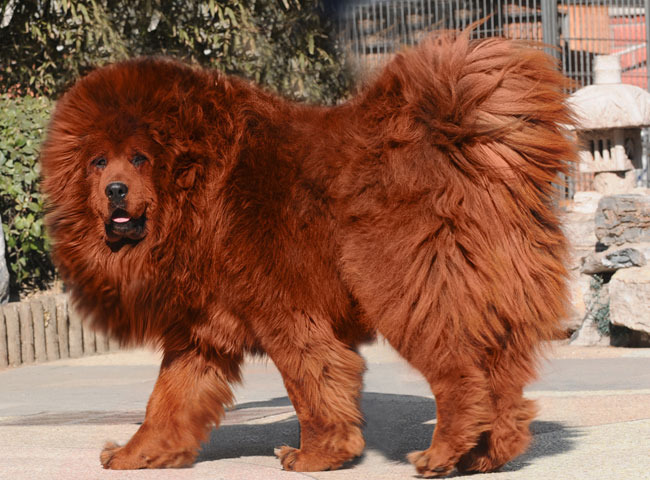 DOGUE DU TIBET Red-Tibetan-Mastiff