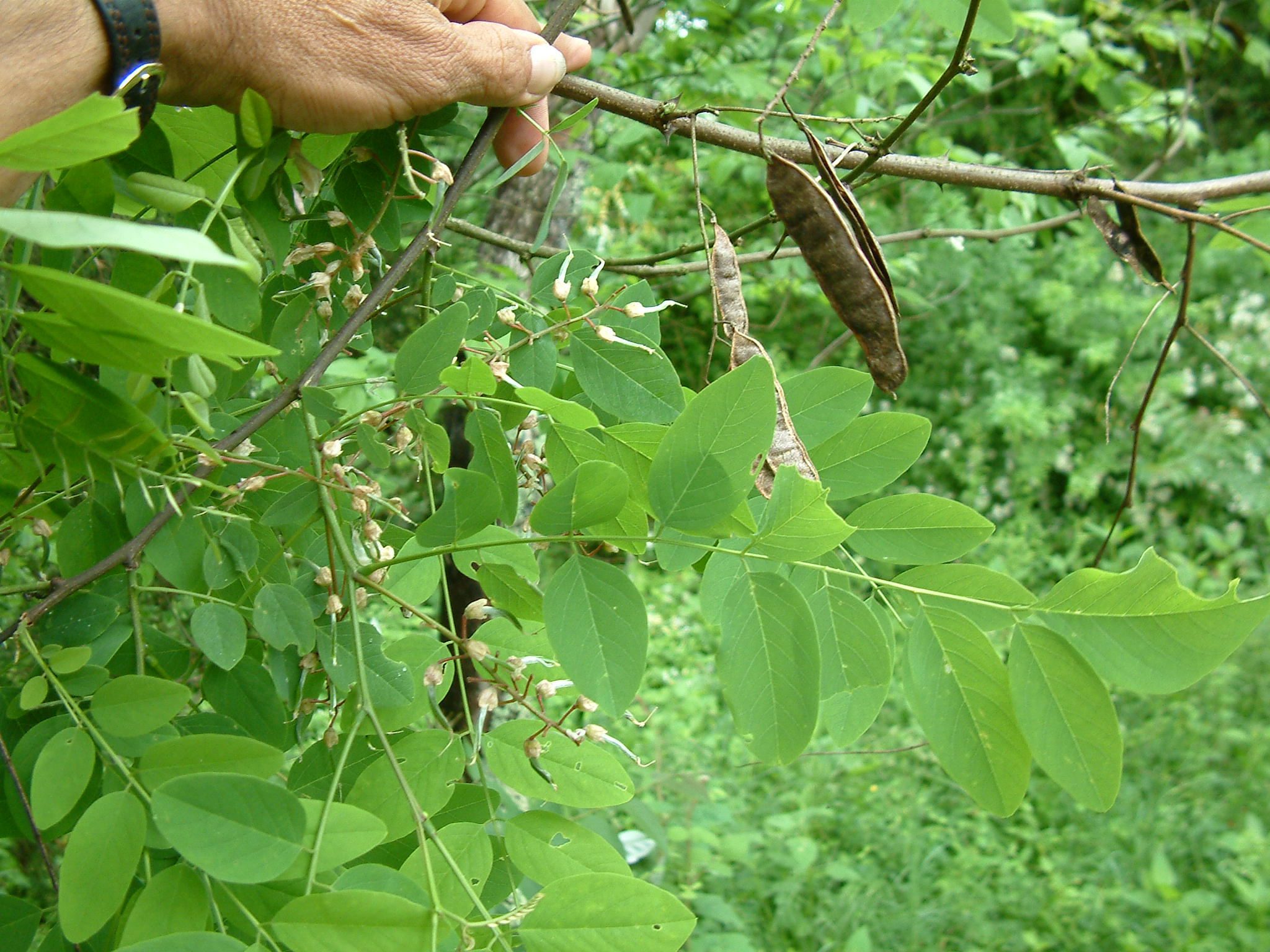 arbol a identificar Robinia%20pseudo%20acadia