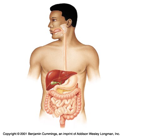 فوائد البقدونس Digestive%20system