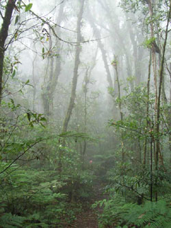 Cuarto de Alice BosqueNubladoWeb