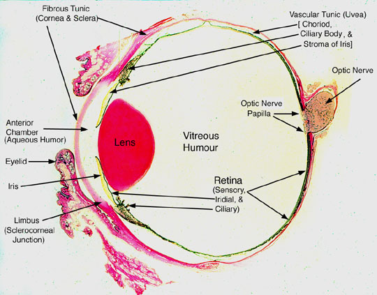 L'oeil Eye4final