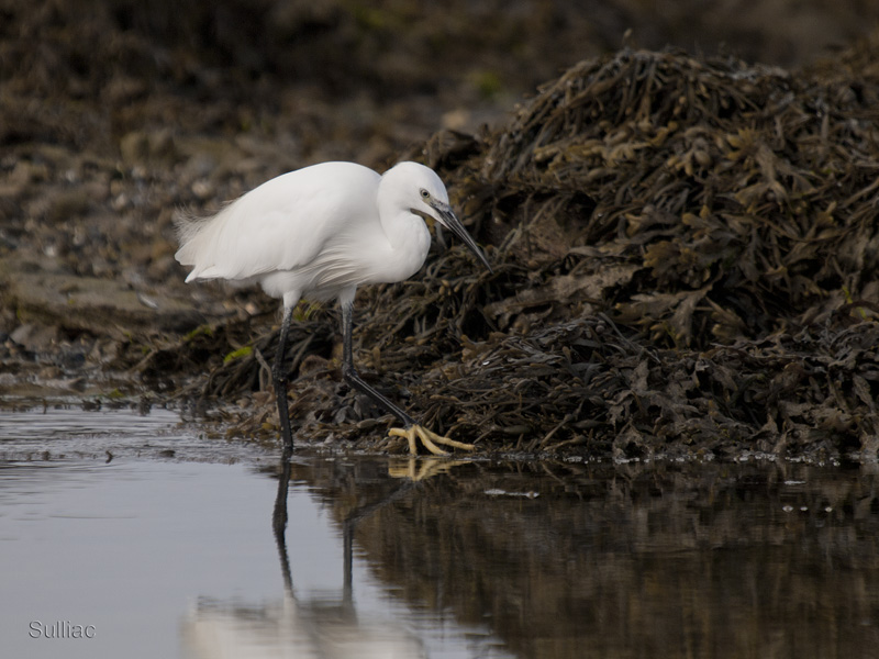 Aigrette Garzette - ajout 2 photos le 19-10-11 Aigrette_garzette_04