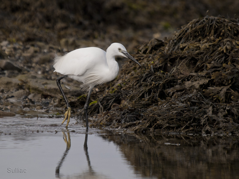 Aigrette Garzette - ajout 2 photos le 19-10-11 Aigrette_garzette_05