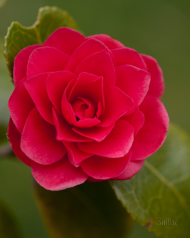 Camelia Camelia_01