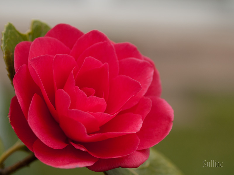 Camelia Camelia_02