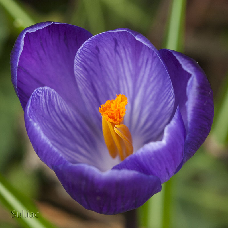 Crocus Crocus_01