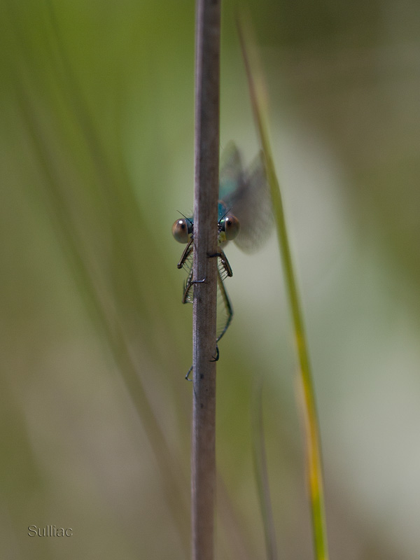 Grand classique Dragonfly_01