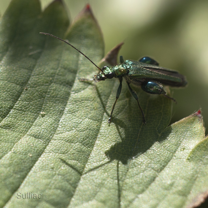 Oedemera Nobilis - ajout 2 photos 06/07 Oedemera_Nobilis_02