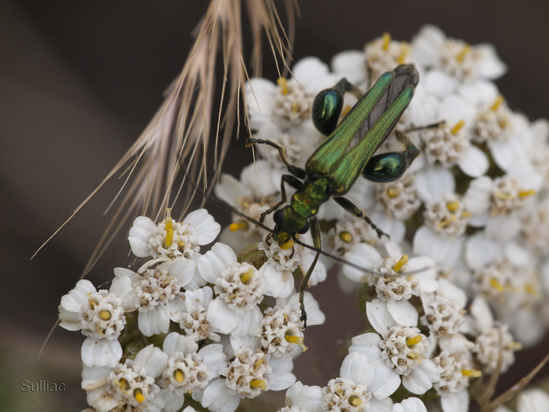 Oedemera Nobilis - ajout 2 photos 06/07 Oedemera_Nobilis_06