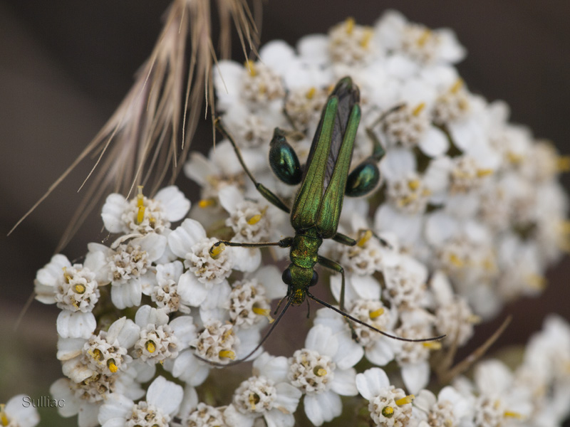 Oedemera Nobilis - ajout 2 photos 06/07 Oedemera_Nobilis_07