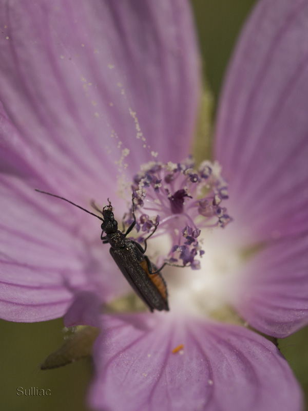 Oedemera Nobilis - ajout 2 photos 06/07 Oedemera_Nobilis_09