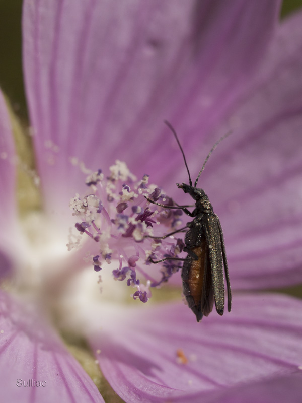 Oedemera Nobilis - ajout 2 photos 06/07 Oedemera_Nobilis_10