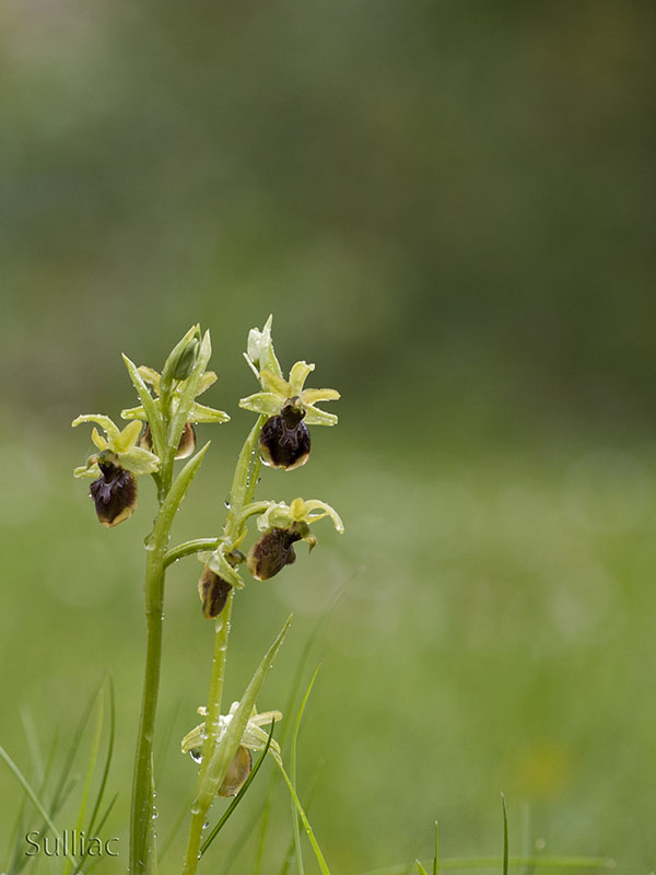 Ophrys Aranifera P5182267