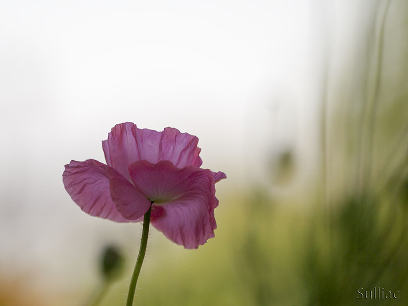 Coquelicot P7084081-1