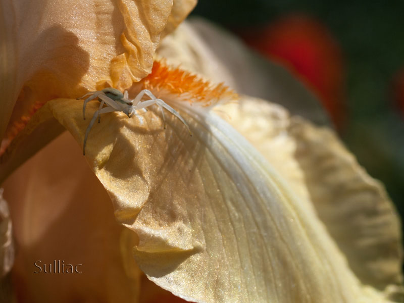 Thomisidae se prépare Thomisidae_preparation_01