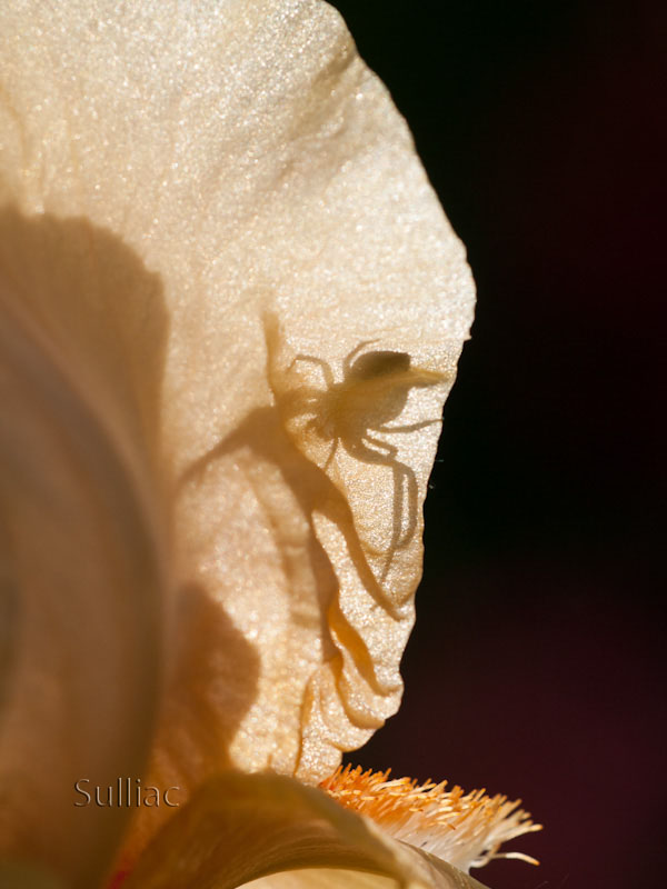 Thomisidae se prépare Thomisidae_preparation_03