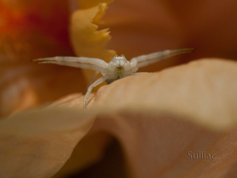 Thomisidae se prépare Thomisidae_preparation_04