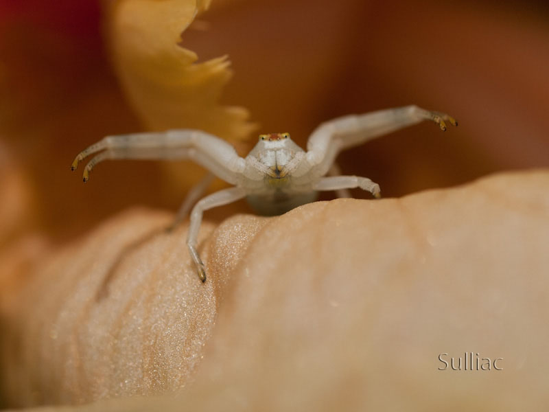 Thomisidae se prépare Thomisidae_preparation_05