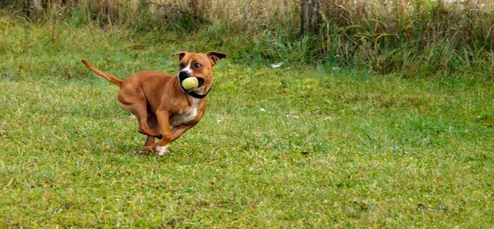 chiens et essai du 50-200 Dog_210