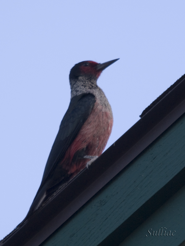 Woody wood pecker Woodpecker1