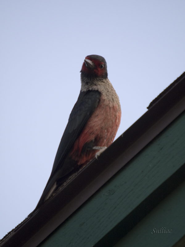 Woody wood pecker Woodpecker2