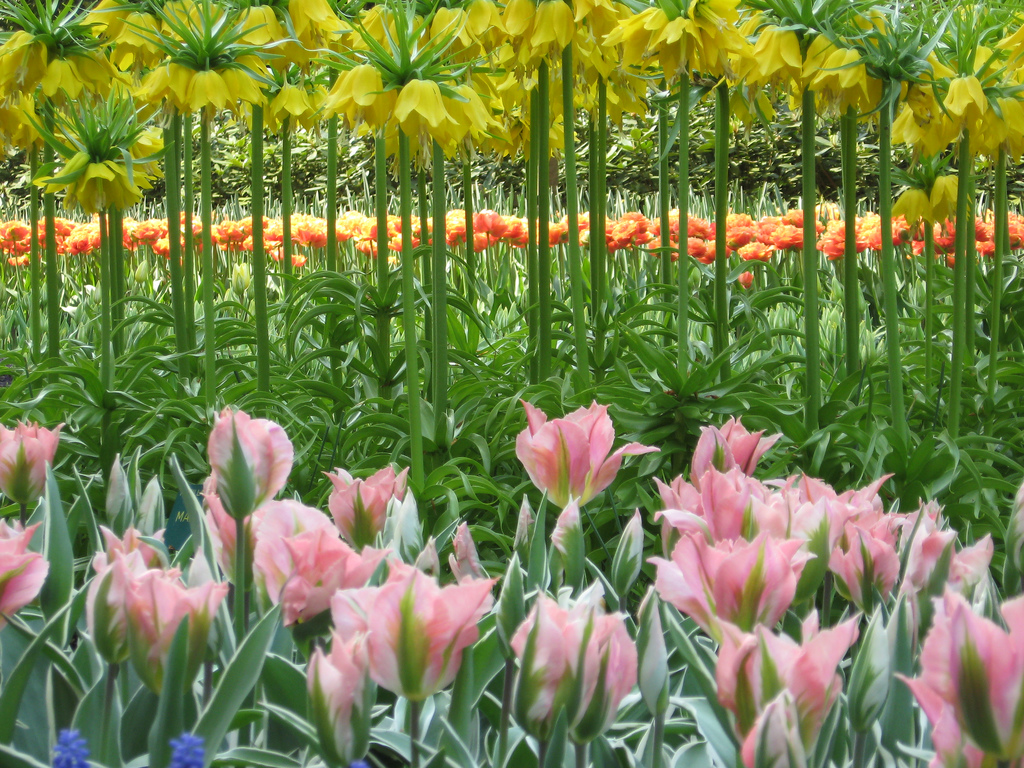 Najlepši parkovi sveta Keukenhof-Gardens