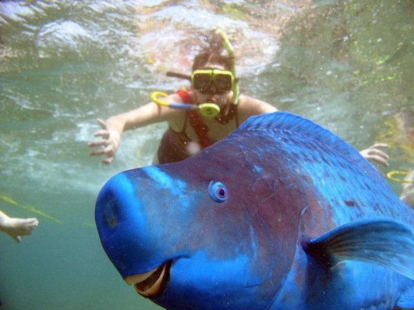 animaux creatures des fonds marins(photos et parfois textes??) 16386094