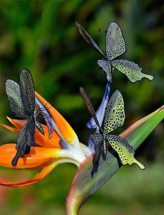 *** LAS MARIPOSAS DEL RINCON DE ENERI *** - Página 26 283ddf07