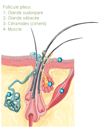 Animaux les maladies habitudes de vie.... 471d8295