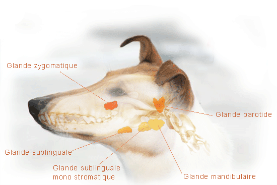 Animaux les maladies habitudes de vie.... 4d7b8087