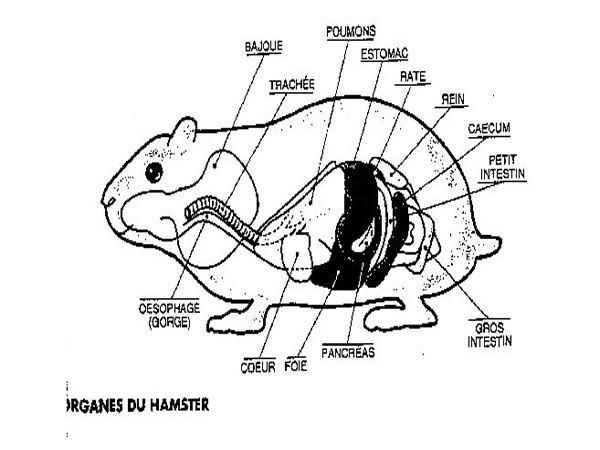 animaux morphologie chien ect. + autres... 5imjn9j1