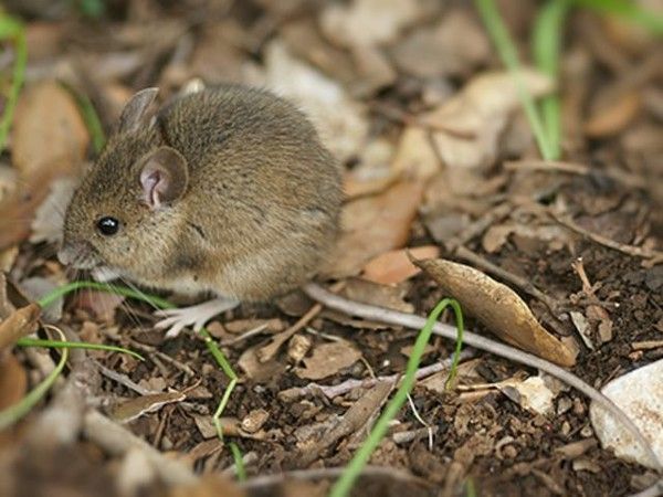 Tous les animaux(sauvages et domestiques) à suivre.... B552ed91