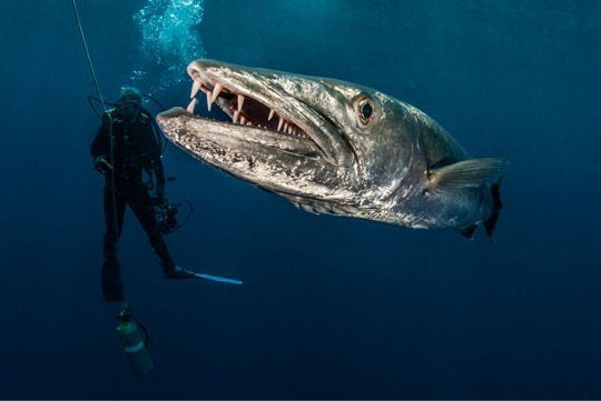 animaux creatures des fonds marins(photos et parfois textes??) Dbdf86fd