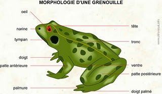 animaux morphologie chien ect. + autres... E64r4cjf