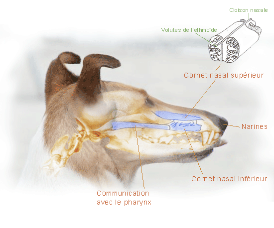 Animaux les maladies habitudes de vie.... Fe407de5