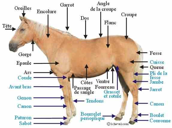 animaux morphologie chien ect. + autres... Irq4tgts