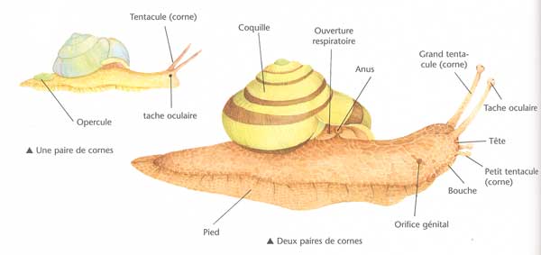 animaux morphologie chien ect. + autres... Lzw2v7cy