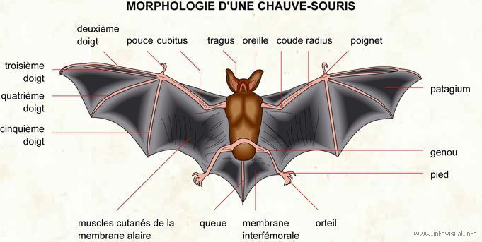 animaux morphologie chien ect. + autres... Mj0fbdew