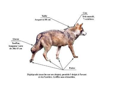 animaux morphologie chien ect. + autres... 025518a5