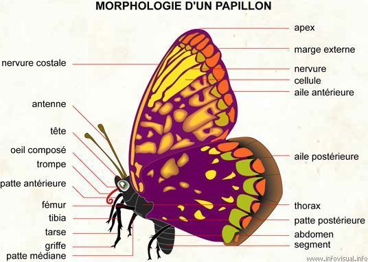 animaux morphologie chien ect. + autres... 1c35c7f9